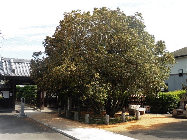 永明寺のキンモクセイ