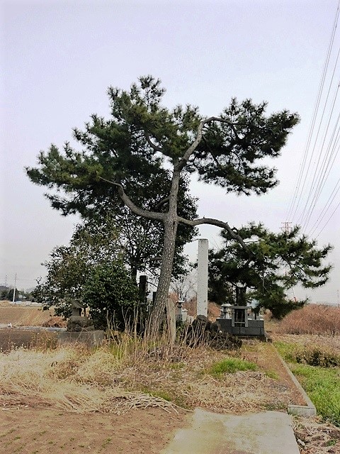 新田義貞　矢止めの松