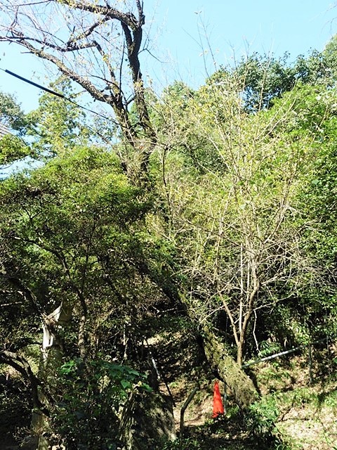涙の梅（珊瑚寺）