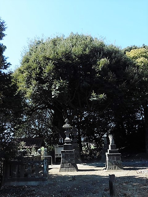 井出上神社の椎の木