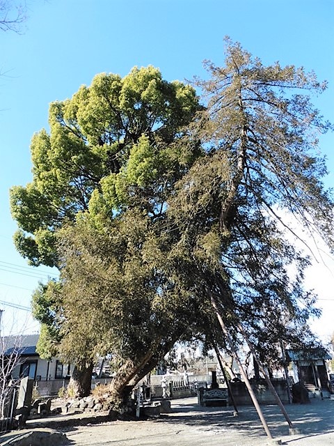 専福寺のクスノキとカヤ