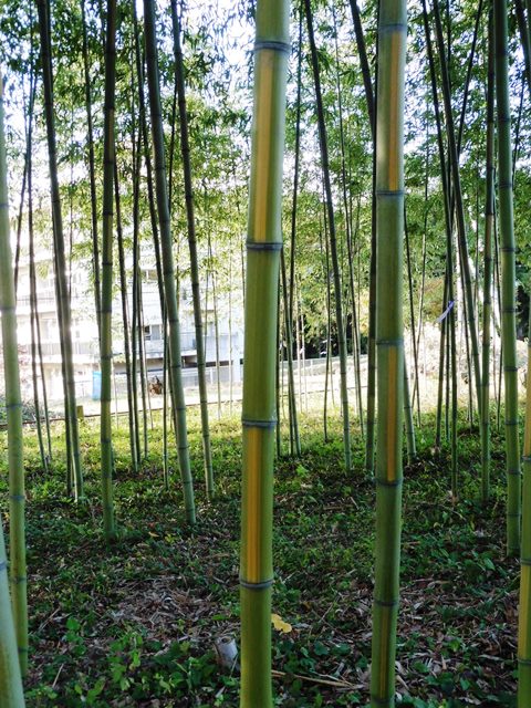 上の森八幡宮の金明竹