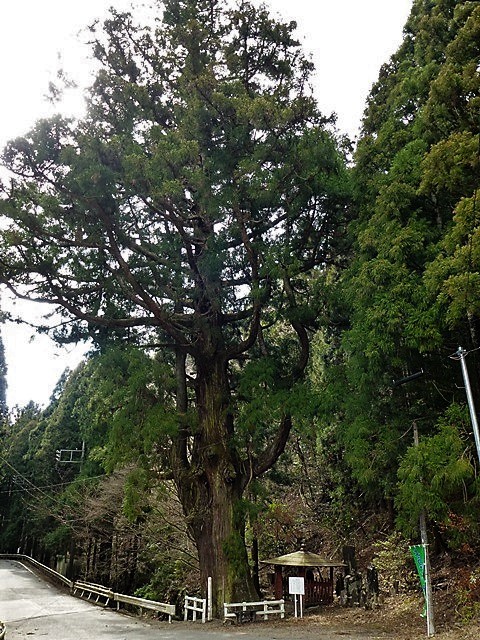 みどり市・小平の大杉