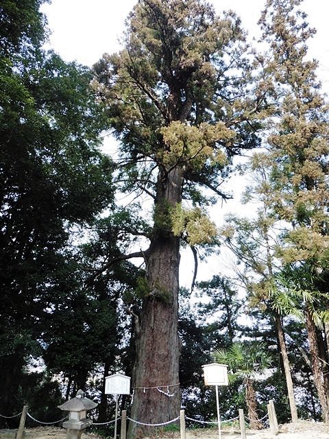 宮崎神社の大杉