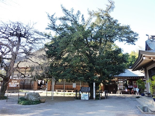 茂林寺のラカンマキ