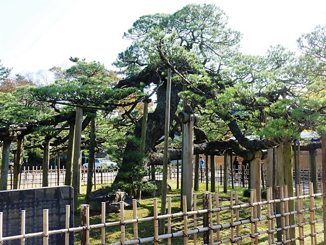 呑龍の松