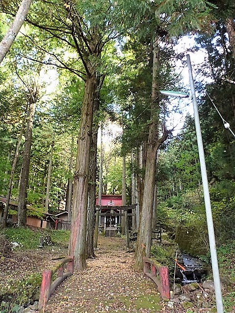 川戸浅間神社の大杉