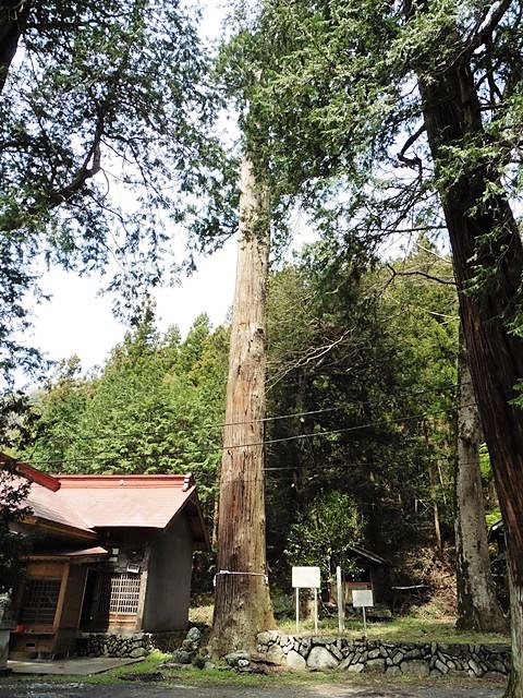 地守神社の大杉