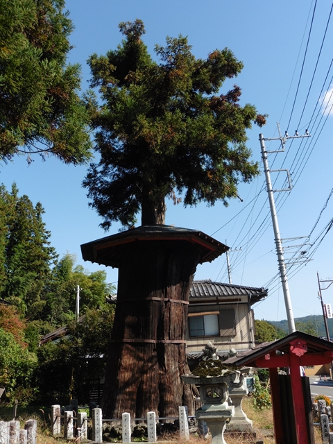 神代杉（矢倉鳥頭神社）