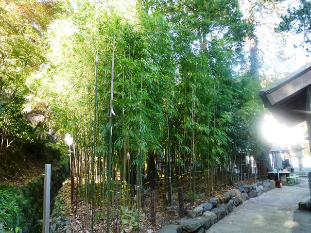 泉龍院の純四稜形竹