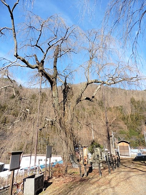 中正寺のしだれ桜