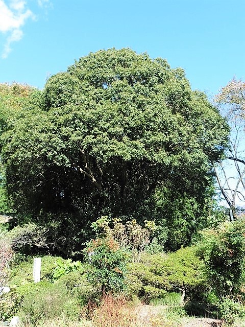 祖母島のキンモクセイ