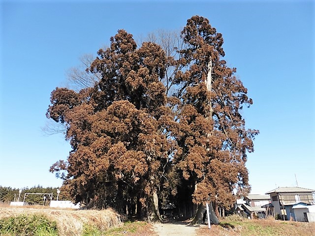 滝泉神社の鳥居杉