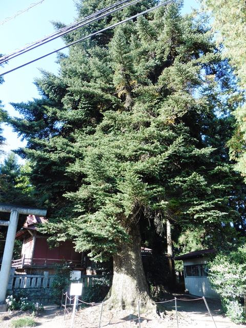 黒髪山神社のモミの木