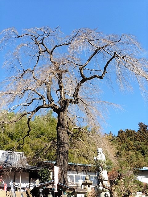 龍松寺のしだれ桜