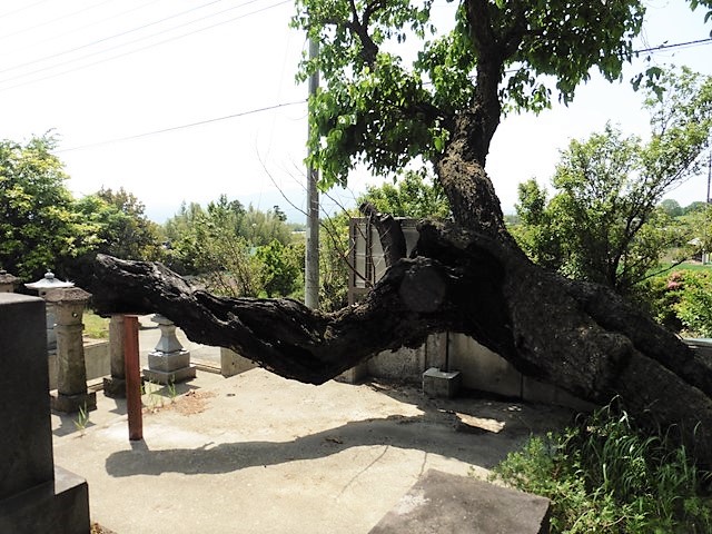 上箱田の大クワ