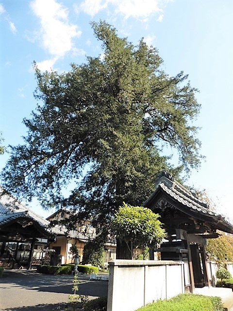 西福寺の大カヤ