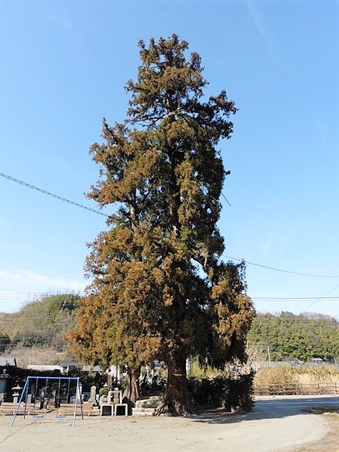 若宮八幡神社の大杉