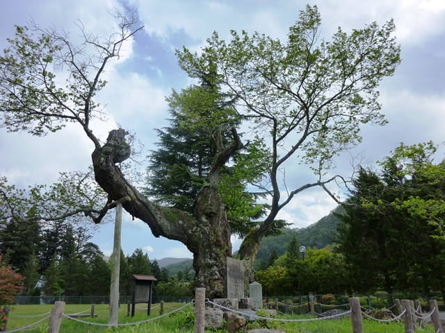 上杉謙信の逆さ桜