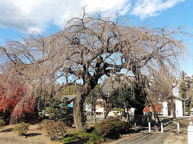 医光寺のしだれ桜