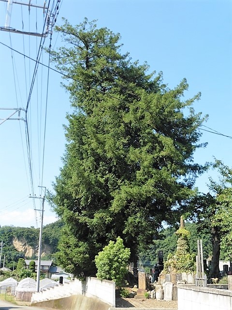 金蔵寺の大カヤ