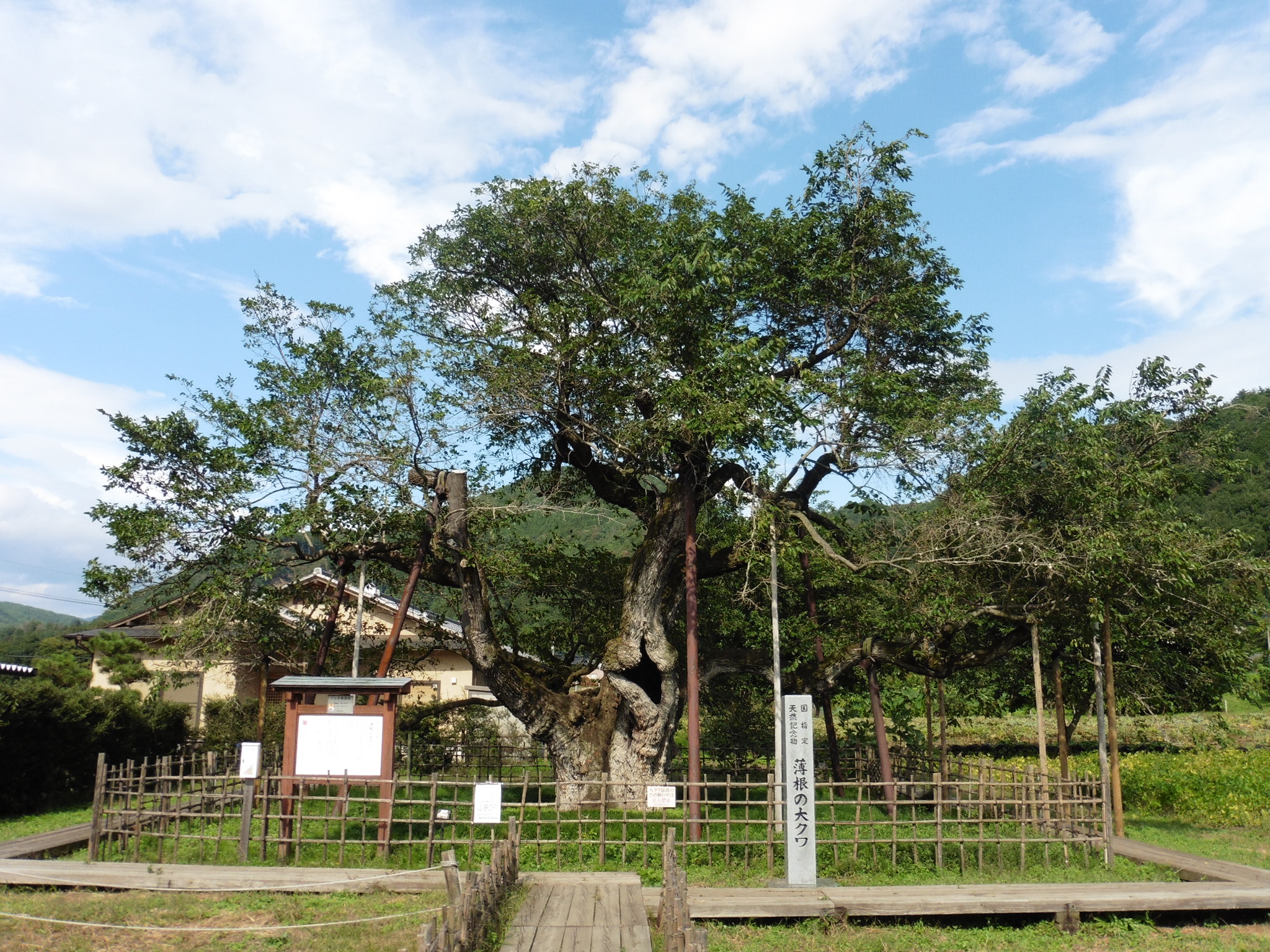 薄根の大クワ