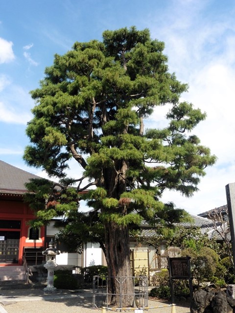 来迎寺のイトヒバ