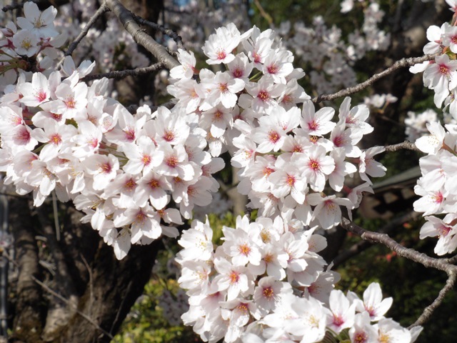 桜（神楽寺）