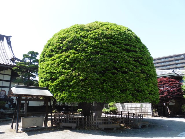 向雲寺のサンゴジュ