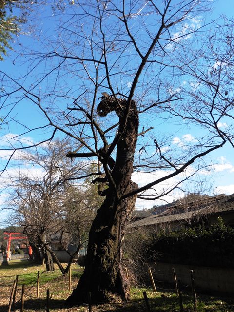 天引諏訪神社の奉行ザクラ