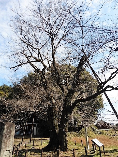 篠塚長柄神社のエドヒガン