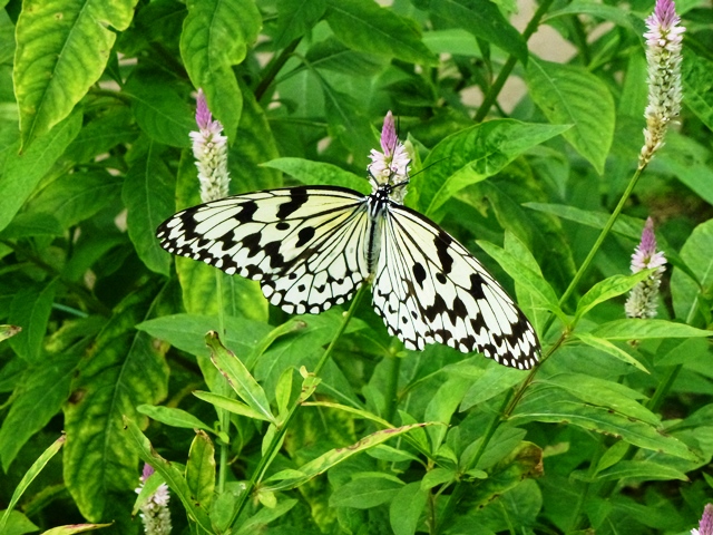 群馬昆虫の森