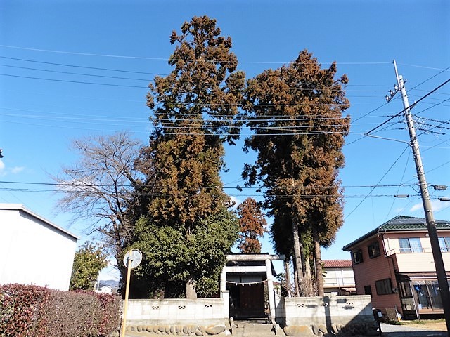 榛名木戸神社の大杉