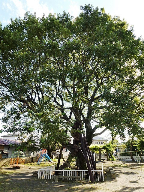 伝 桐生大炊介 手植えの柳