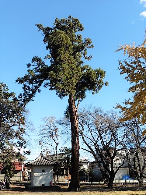 旧勧学院観音寺の大杉