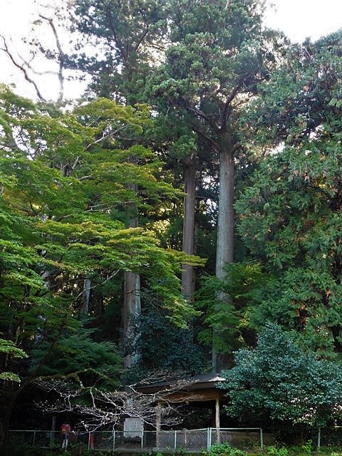 箱島湧水の大杉