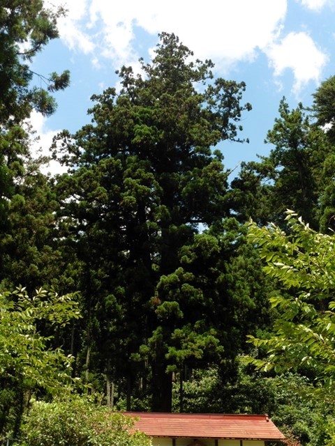 諸戸吾妻神社の大杉