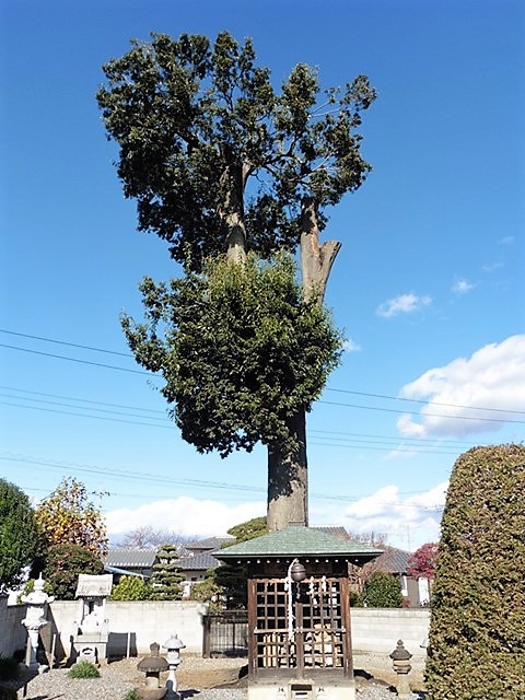 金剛寺の樫の木