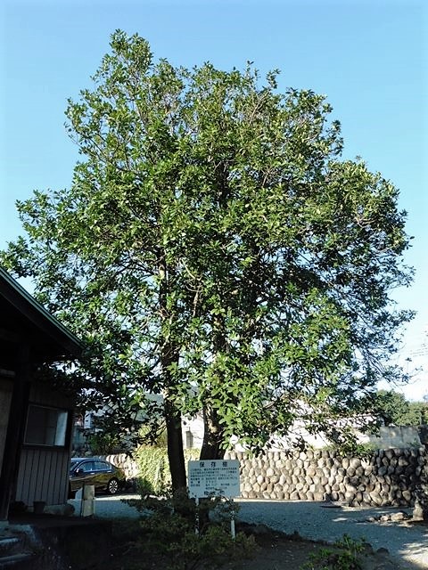 聖眼寺のタラヨウ