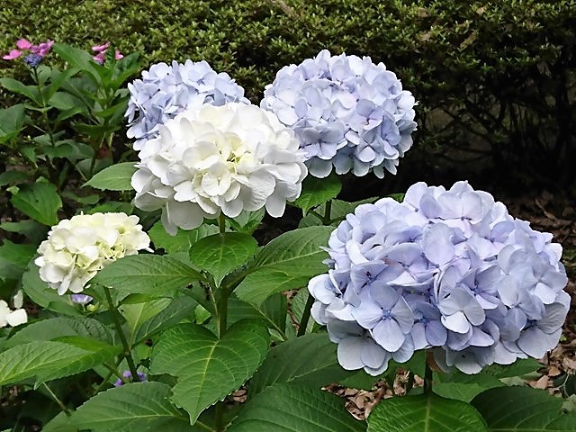 紫陽花（群馬の森）