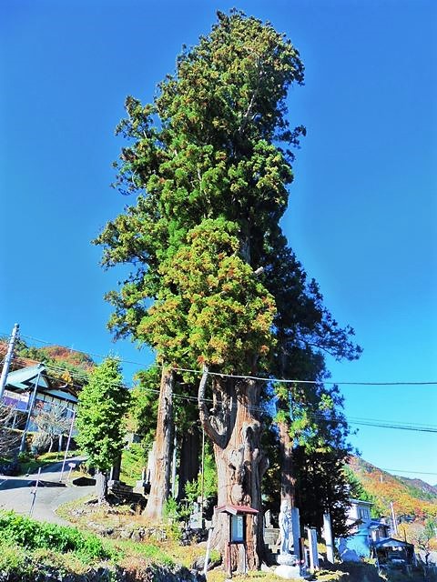 龍沢寺の妙全杉