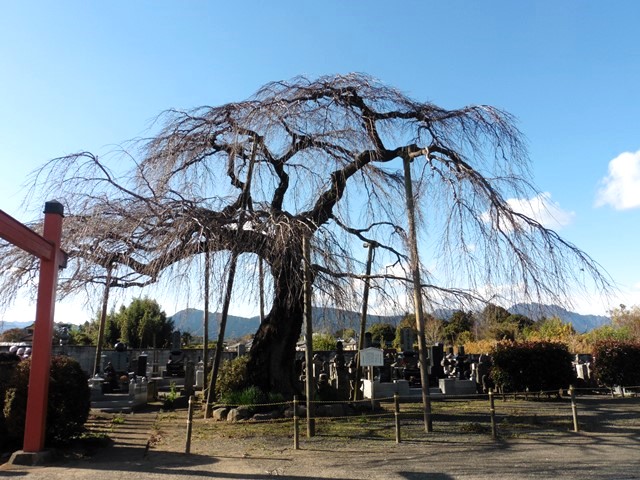 龍光寺阿弥陀堂のしだれ桜