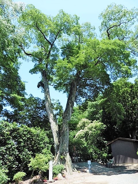 仁叟寺の椋の木