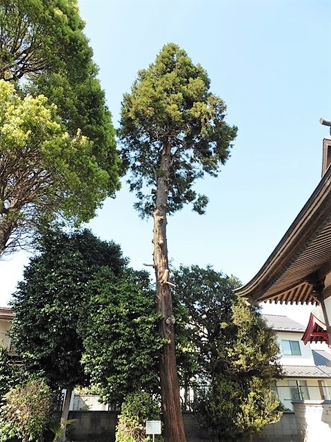 朝倉飯玉神社の大杉
