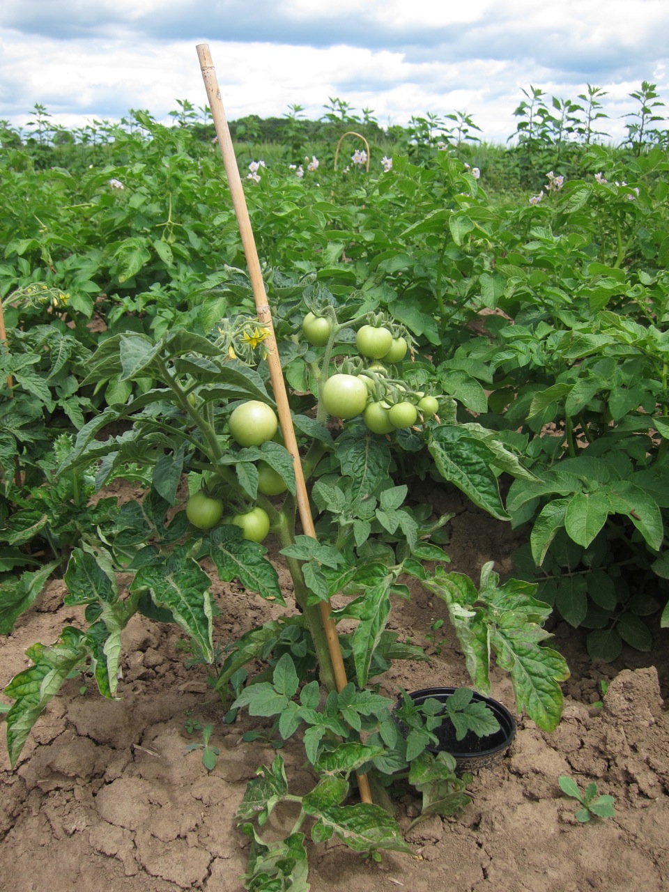 Tomaten, die nicht ausgegeizt werden müssen, waren besonders beliebt bei den Protest-Gärtnern.