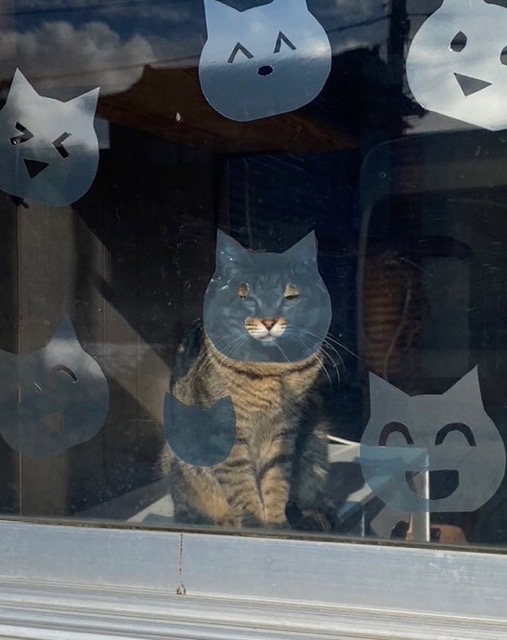 シンクロにゃん太