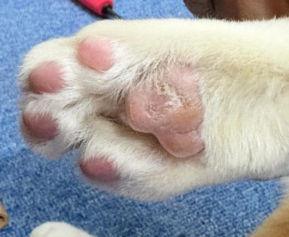 こんなに綺麗に…！良かったね、ちょぽ！！