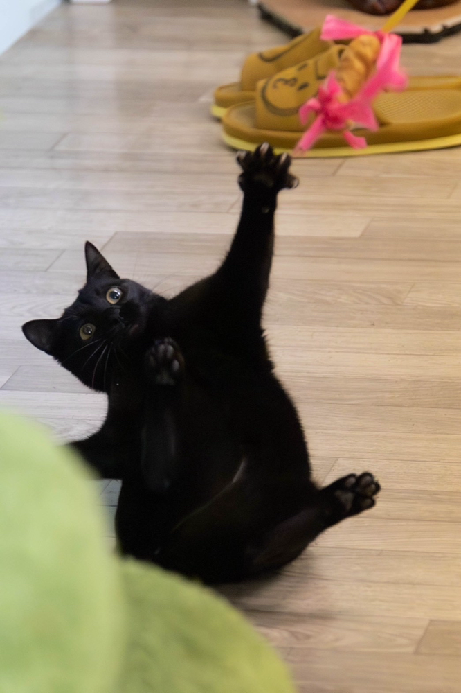 おりゃぁぁあ！(にゃん吉)