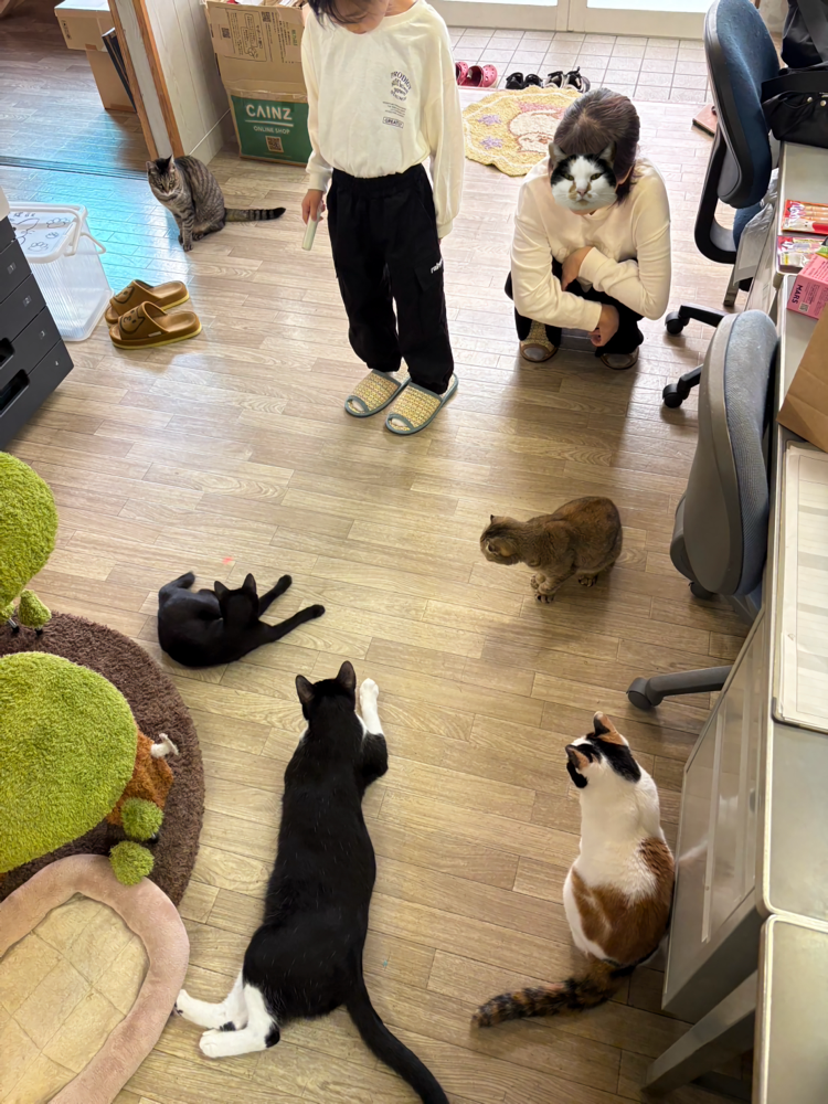 その最新おもちゃ何？！すごい。