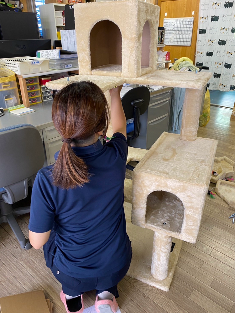 サクサク組み立て。社員猫はソワソワ。